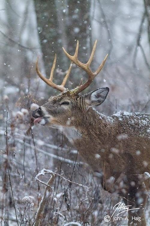 ACC_National's tweet photo. White-tailed deer had dwindled to as few as 300,000 nationwide around 1900.

Today there are roughly 30 million, a comeback paid for largely by hunters. https://t.co/ZrOSg9NDfK