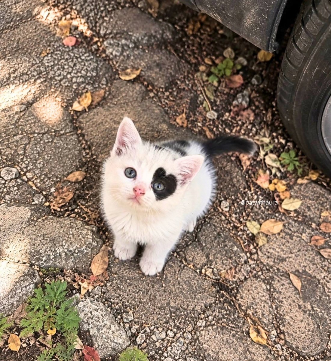 catwithaura's tweet photo. THIS KITTEN WAS BORN WITH A LITTLE HEART ON HER FACE https://t.co/I7tep1jgPO