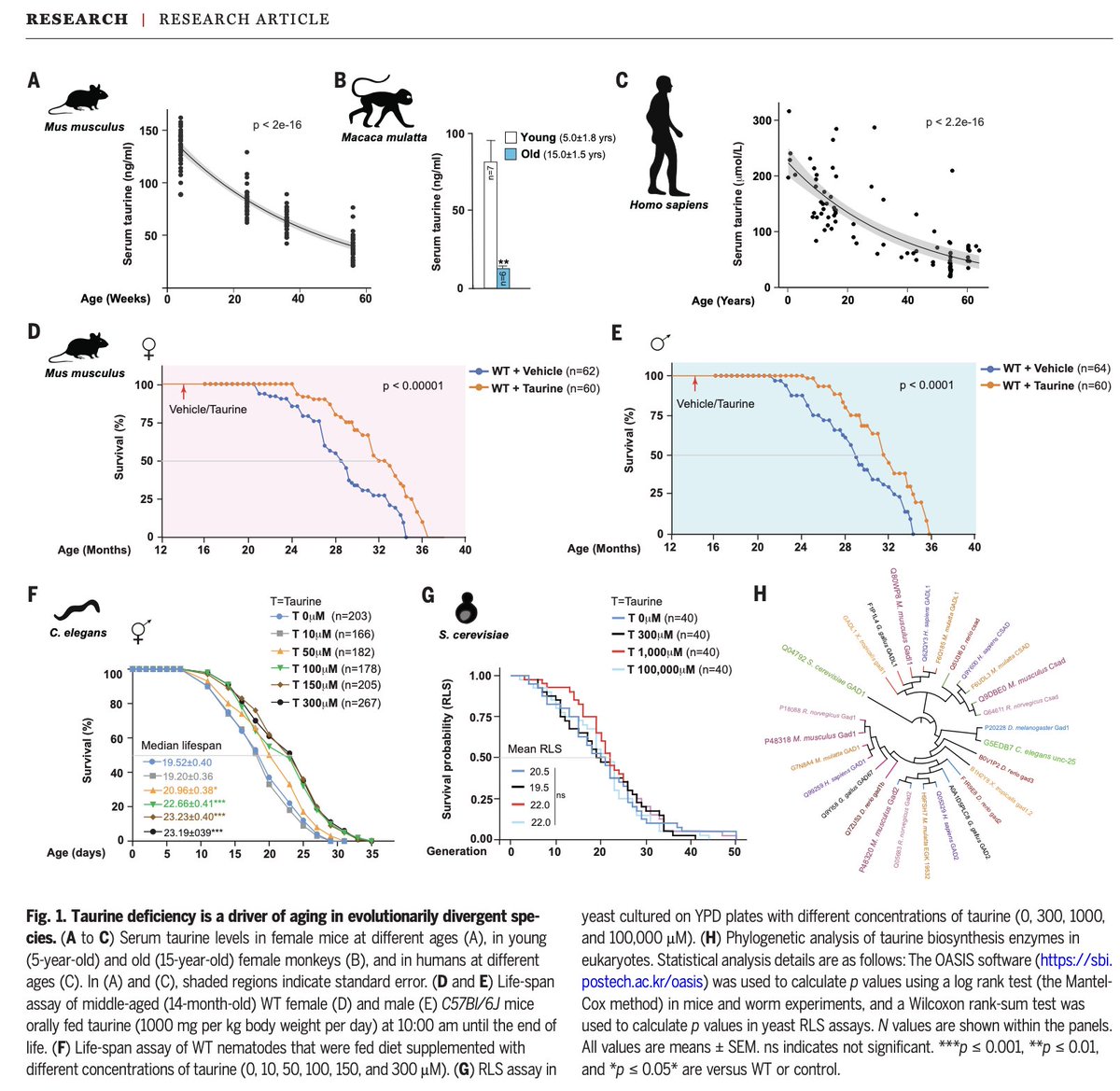 Outdoctrination's tweet photo. Taurine is a longevity nutrient - extending lifespan when supplemented in a fascinating study.

They examined both levels of taurine in various animals (including humans) as well as the impact of supplementing taurine on lifespan and biomarkers of aging.

Human equivalent dosing put taurine at roughly 3-6g, which is in line with supplementation.

The first major finding was that serum taurine levels decreased with age.

Since this article was published, other researchers disputed the idea that taurine was a biomarker of aging.

However it really comes down to how it's measured. 

This study looked at SERUM taurine, which is one compartment of the blood.

Follow up studies showing taurine levels did not decline measured in PLASMA, a separate compartment.

Older animal data reveals that taurine levels within tissues also tend to decrease with age.

Taurine extended lifespan in all species investigated.

Most notably, in mice, in both males and females:

"The median life span of taurine-treated mice increased by 10 to 12%, and life expectancy at 28 months increased by about 18 to 25%"

The higher the dose of taurine, the greater improvement in a massive amount of health markers were seen, too.

➜ Reduced fat gain
➜ More robust skeletal structure
➜ Better coordination
➜ Higher grip strength
➜ Lower anxiety
➜ Improved memory
➜ Better insulin sensitivity
➜ Improved immune profile
An area of interest here was senescence, which is the literal cellular aging process.

Essentially, cells go through senescence when they have replicated a certain number of times and can no longer reproduce. At this point, they lose function and become inflammatory.

Thus, reducing senescence is a huge player in overall disease and aging.

The blue stain here, SA-β-Gal, is a common marker of senescence.

They saw LOWER levels of senescence in the tissues of animals with taurine supplementation.

Notably, the addition of supplements that inhibit the senescence process (senolytics) could partially restore lifespan in animals with dysfunctional taurine transporters.

Otherwise, those animals got their lifespans cut in half.

They also had worse aging markers across the board.

Impaired taurine transporters can lead to all sorts of health issues in humans for this reason.

It was found that people with higher levels of taurine in the blood tended to have better outcomes:

◈ Higher taurine metabolites → lower BMI, waist-to-hip ratio, and abdominal obesity.
◈ Higher taurine metabolites → lower type 2 diabetes prevalence and glucose.
◈ Taurine & hypotaurine → lower CRP (inflammation).
◈ Taurine → higher AST and cholesterol; hypotaurine → lower levels.
◈ Taurine metabolites → higher hemoglobin, platelets, and WBCs.

As stated earlier, doses of taurine in this study were ~3-6g human equivalent.

Foods high in taurine include scallops, other fish and white meat.