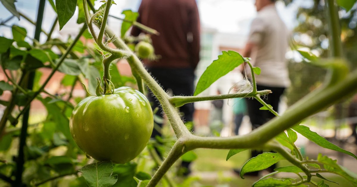 OceanEdu's tweet photo. Planting the seeds for community! 🌱🍅 The VMRC and Committee for Access and Belonging (CAB) recently launched our new Community Garden! Created to bring our campus community together, the garden promotes wellness, connection, and greater access to fresh produce.  #MyOcean https://t.co/LA4LFUrFQk