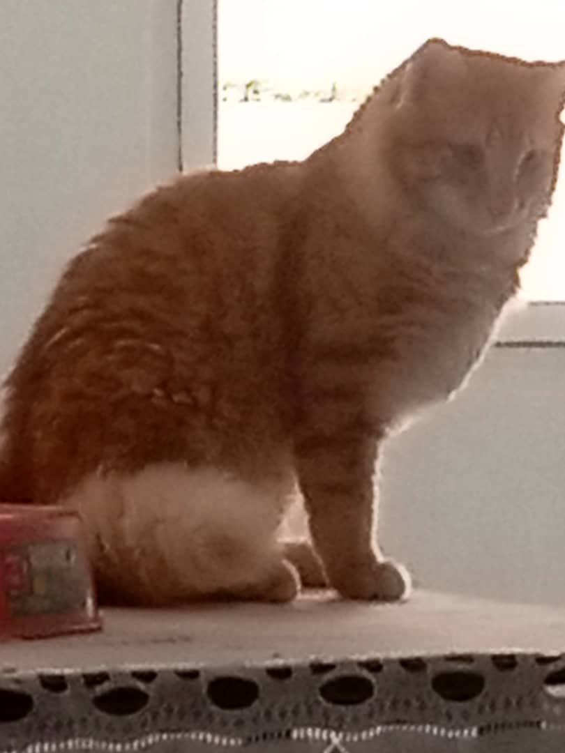 apoyocanino's tweet photo. Adonay es ese hermoso gatito amarillo al que le falta una patita

Sobrevivió al terremoto, pero no saben que familia o que organización puedo haberlo rescatado 

Saben que estuvo con vida y sano pero su familia no ha logrado dar con su paradero

Información al 0412-5600720 https://t.co/zbADOe1jvt