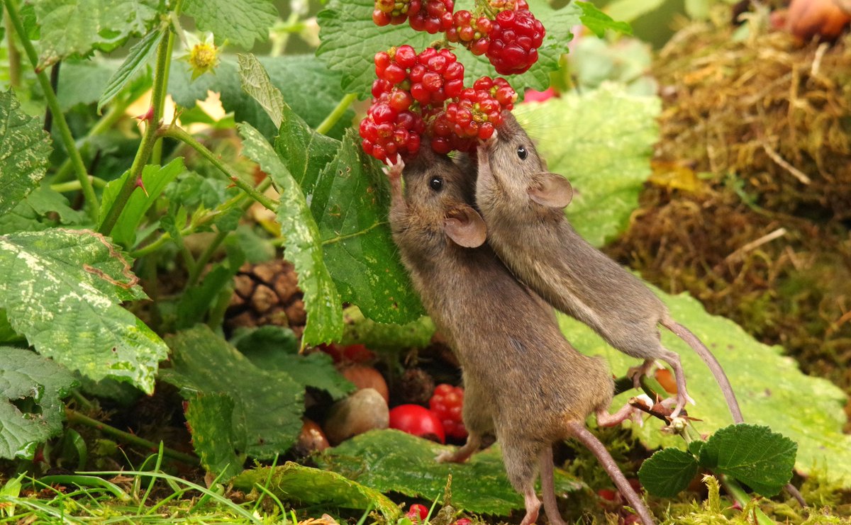 simon_dell_tog's tweet photo. Mother mouse showing the youngsters how it is done . as I watched the tiny youngsters could not figure out how to reach the berries . But then out came mommy to show them how and they copied her immediately. #autumnwildife #englishwildlife #mice #mouse #brambles #blackberries https://t.co/pK8XyskzZU