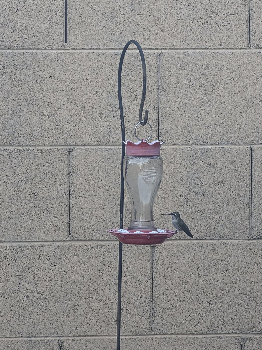 brian4dotcom's tweet photo. Arizona Flora and Fauna. 
Hummingbird drinking from one of my feeders. https://t.co/5c0AoAcyBk