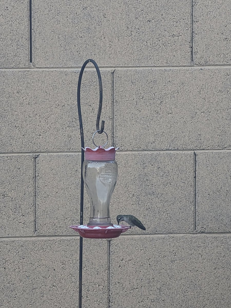 brian4dotcom's tweet photo. Arizona Flora and Fauna. 
Hummingbird drinking from one of my feeders. https://t.co/5c0AoAcyBk