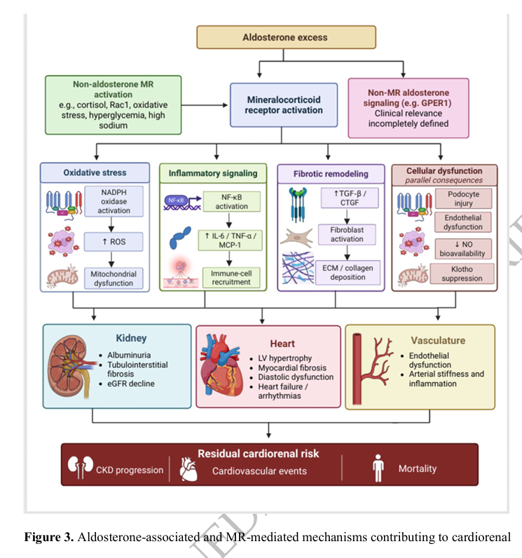 NDTsocial's tweet photo. Aldosterone and Residual Cardiorenal Risk: Pathophysiology and Emerging Therapeutic Strategies

https://t.co/kpsITSV57e https://t.co/8Q8pgam98u