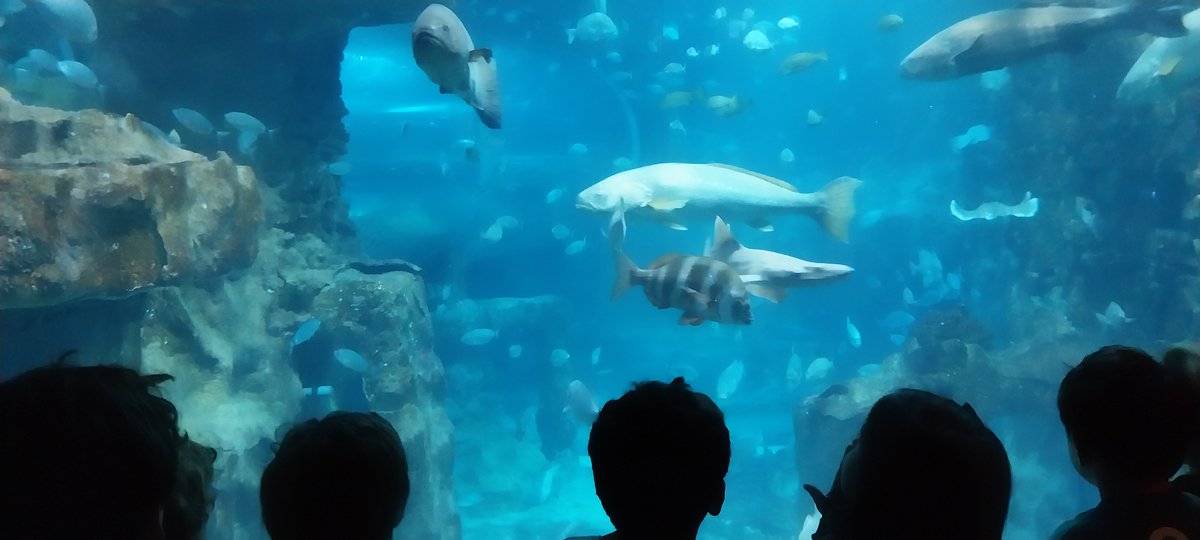 StPatricksSS's tweet photo. 🐟 El alumnado de 3.º de Educación Infantil ha disfrutado de una visita inolvidable al @aquariumss dentro del proyecto "The Sea".

🌊 Una experiencia llena de aprendizaje y diversión para explorar el mundo marino. Bikain!

#TogetherShapingTheFuture https://t.co/ezUfErbL8s