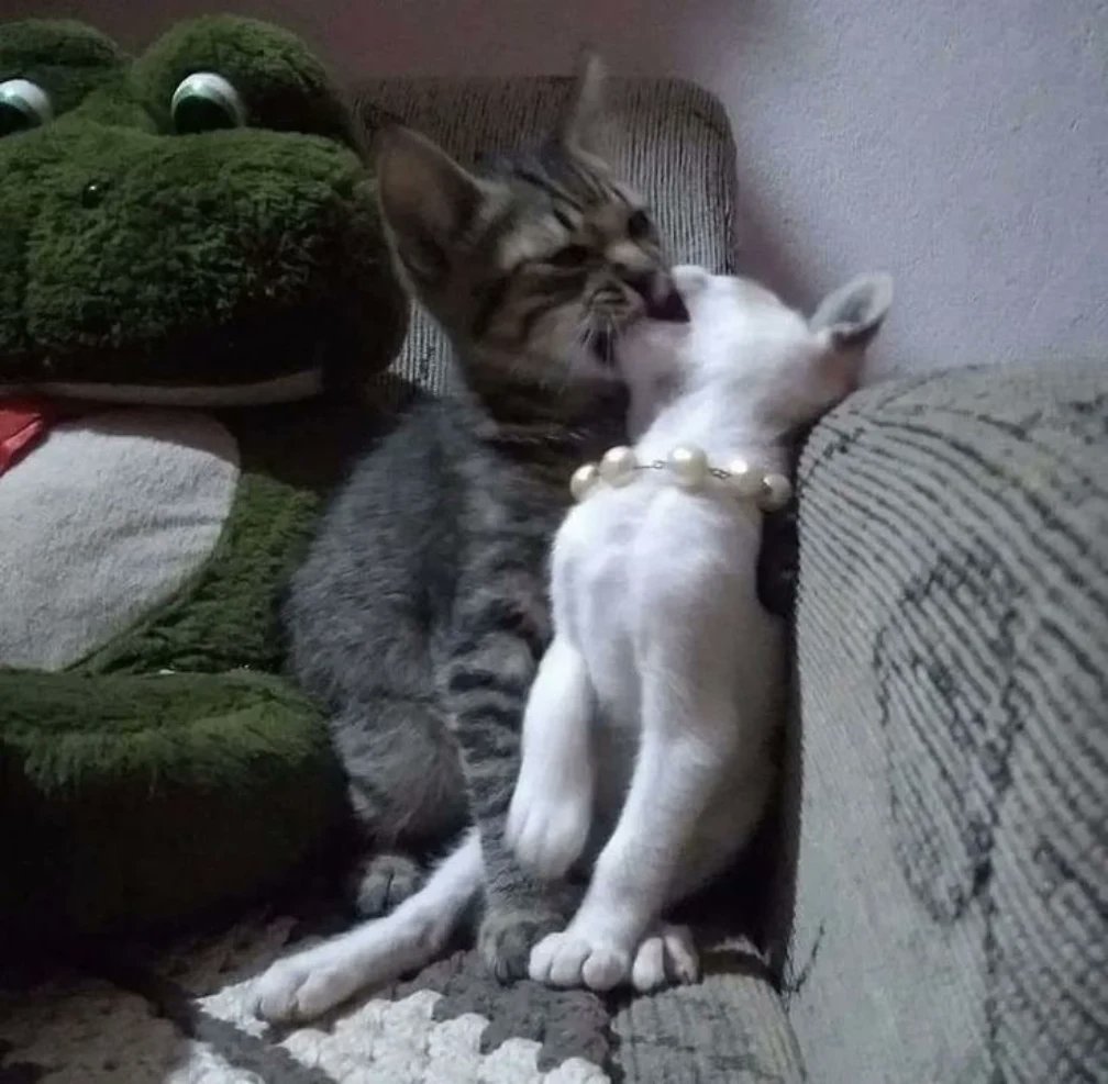 PostofcatsX's tweet photo. https://t.co/0nhaz0jQil