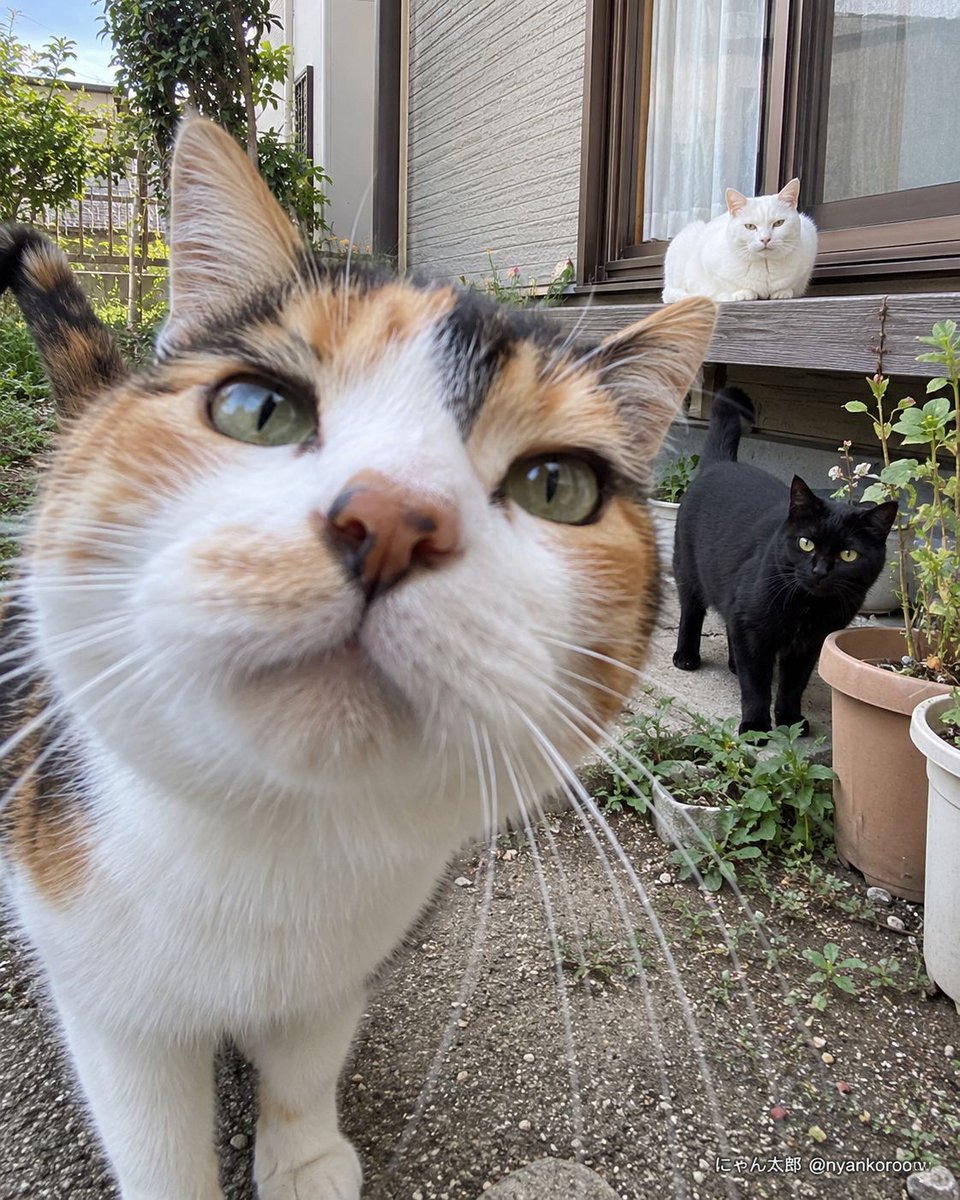 nyankorooow's tweet photo. 白猫は動かない。

黒猫は一歩引いている。

三毛猫だけ、人との距離感を義務教育で習ってない。 https://t.co/xtPI43Zc7y