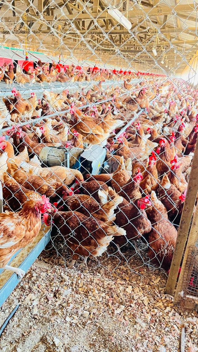 BritishaPatrick's tweet photo. An outbreak could force the culling of birds and wipe out farmers' investments. Prevention and transparent veterinary oversight are far better than recovery. #SayNoToAvianInfluenza https://t.co/XoUGCANR0u