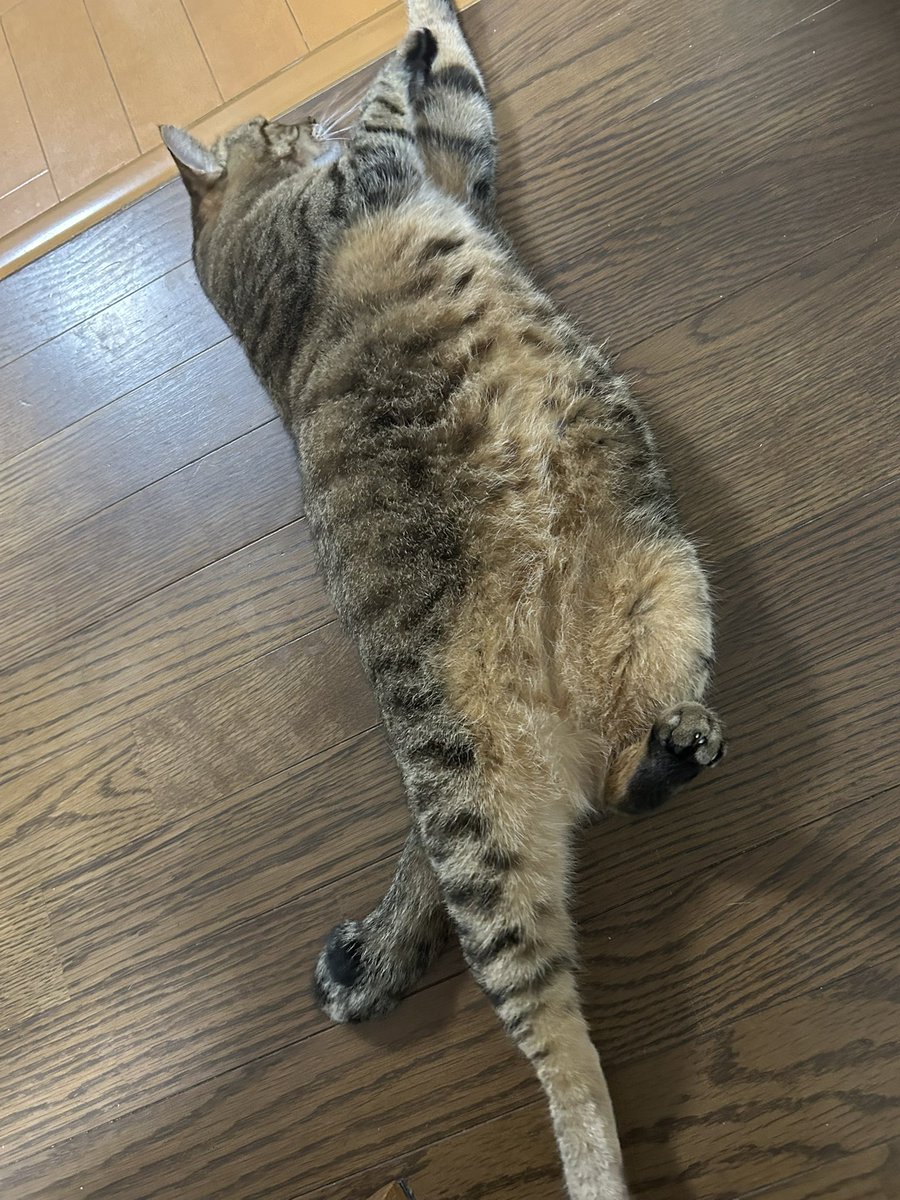 shakuo16's tweet photo. これぞ猫！って感じで伸びてます。びろーん。 https://t.co/plg2XaUMz3