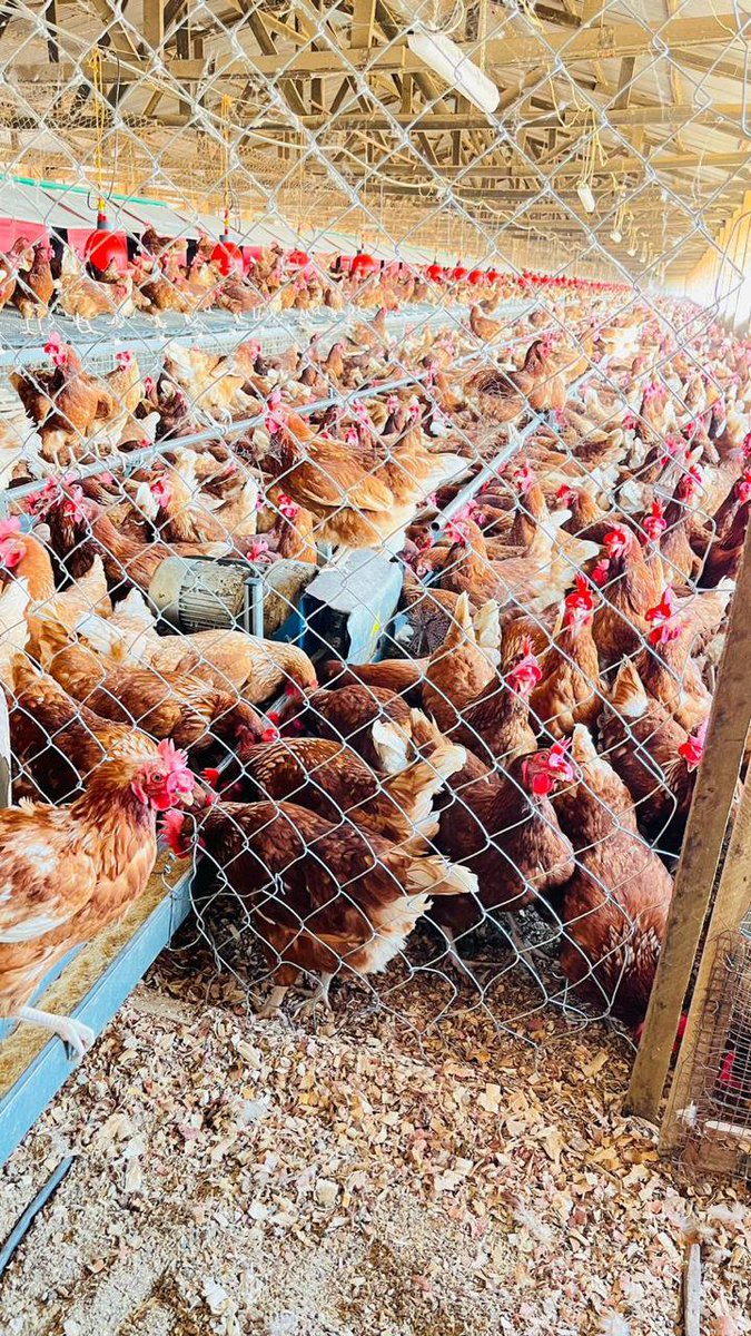 BrianKevinKe_'s tweet photo. Kenya must safeguard its poultry industry against avian influenza. Farmers want transparent veterinary permits, strict biosecurity measures and responsible decisions on importing day-old chicks. #SayNoToAvianInfluenza https://t.co/u7LD5sJ34Z