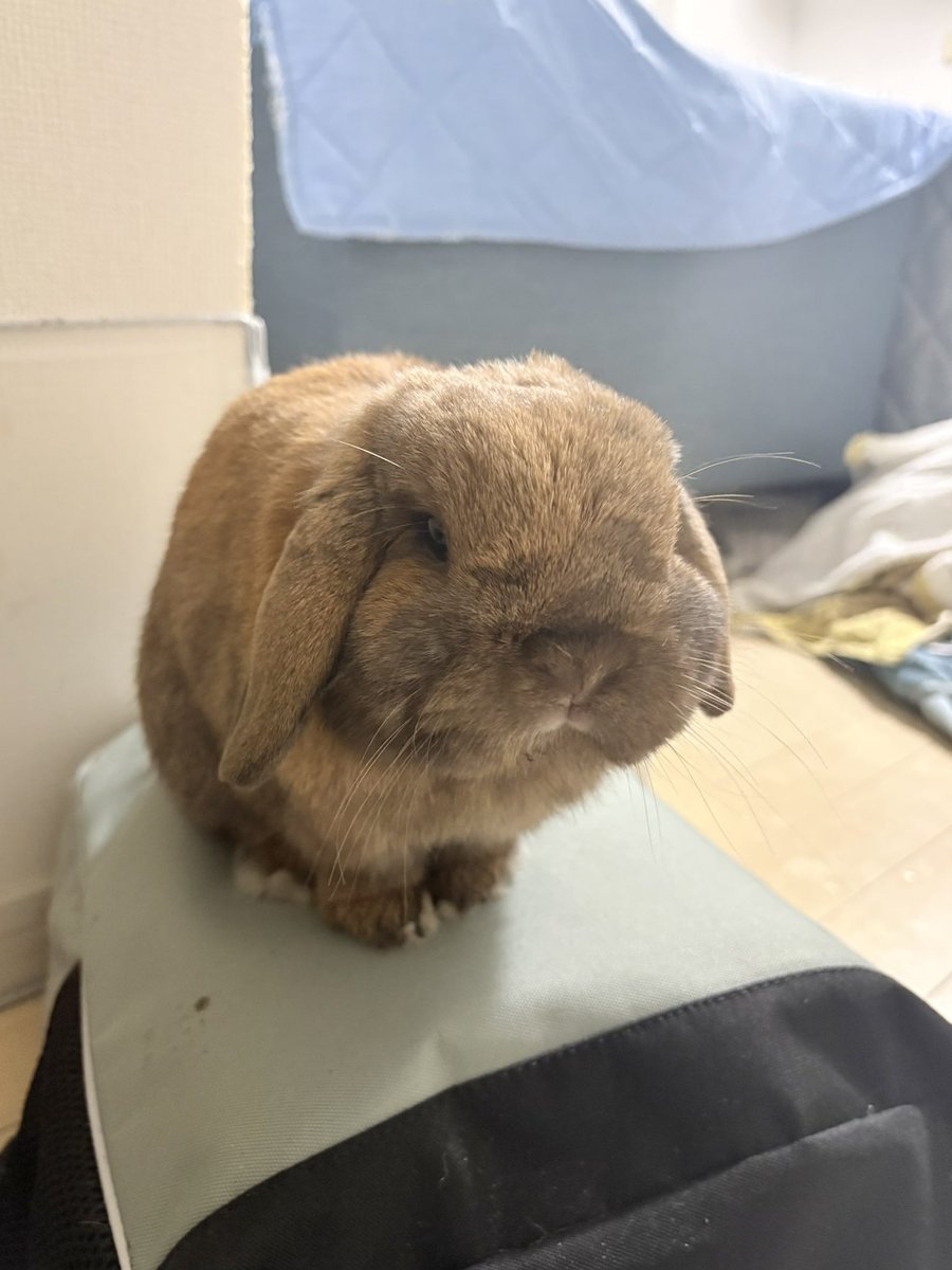 usagi_popeye's tweet photo. 毎日防災リュックの念入りなチェックありがとう、ポパイ https://t.co/aCxoIRWo7b