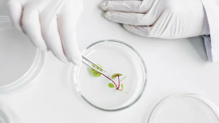 AseBio's tweet photo. #NoticiaAseBio | AseBio pide un marco regulatorio europeo para las nuevas técnicas genómicas basado en la ciencia, proporcionado y que favorezca la innovación

➡️Lee la noticia completa:
https://t.co/MVuAklM9iR https://t.co/aRgNEnetWg