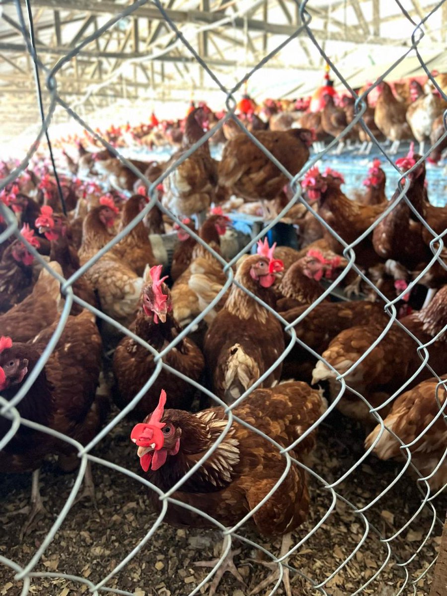 cleo_tweets_'s tweet photo. Efforts to obtain official responses from the Directorate of Veterinary Services regarding these import approvals were unsuccessful. 

This lack of communication deepens anxiety among poultry keepers who demand clear accountability. 
#SayNoToAvianInfluenza https://t.co/nV3WeftOsz