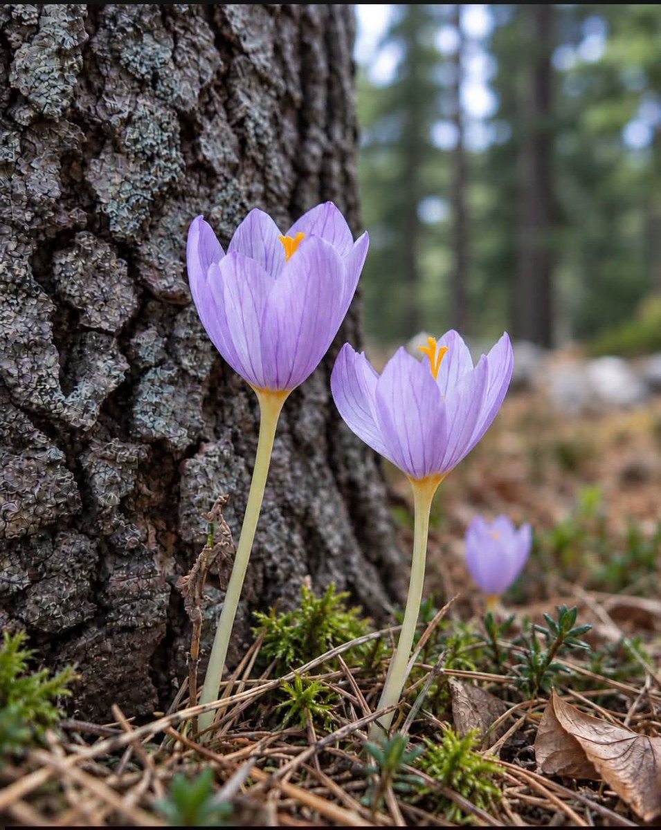 RuhAdam_1881's tweet photo. Doğa kutsaldır...🌲🌲 https://t.co/UtRvShemV2