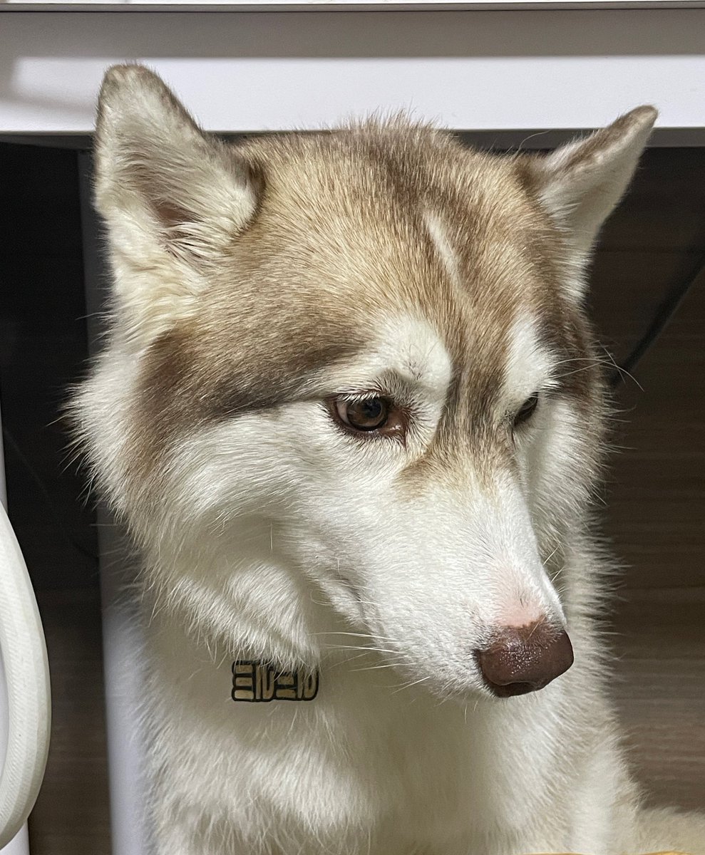 Myrte_husky's tweet photo. 病院の先生にデブって言われたね https://t.co/mWJxylBIeM