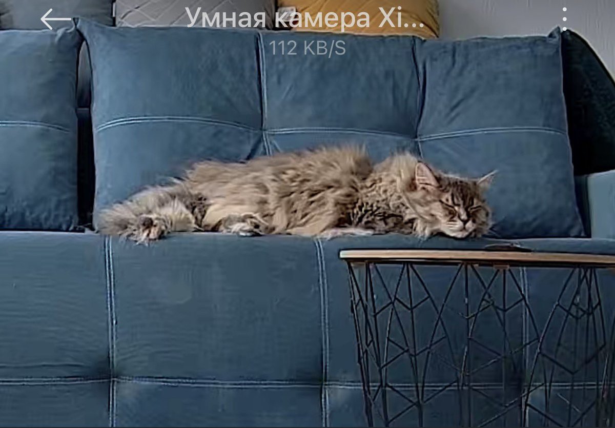 neputriot's tweet photo. Как исключить зависть к собственной кошке, в понедельник 😭🥹🤭 https://t.co/LoDboGKFWG