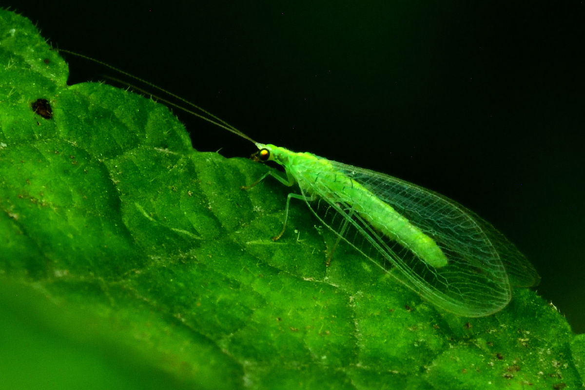 CINdpH275YI12aa's tweet photo. [陌沧蚜]とは？ 新たに発見された微小な生物の研究が話題！ 生態系への影響が注目されている。 https://t.co/D6DXVHao5P
