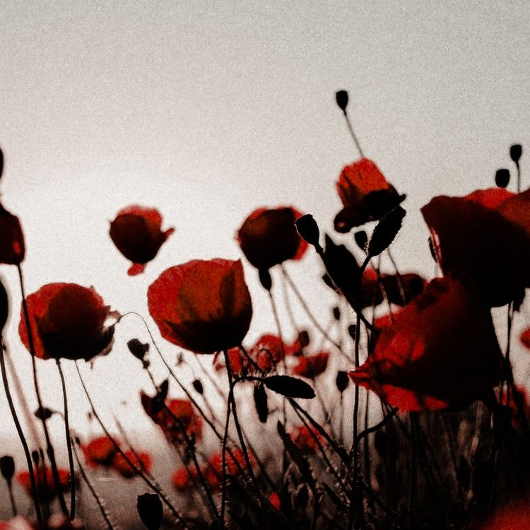 SCYROSBORN's tweet photo. 𝗗𝗘𝗜𝗗𝗔𝗠𝗜𝗔 𝗢𝗙 𝗦𝗖𝗬𝗥𝗢𝗦
ꮮꭹꮯꮻꮇꭼꭰꭼꮪ' ғꮖꭱꮪꭲ ᏼꮻꭱɴ, ꭰꭼꮩꮻꭲꭼꭰ ꮮꮻꮩꭼꭱ ꭺɴꭰ ꮇꮻꭲꮋꭼꭱ

Bound by crown and blood, yet undone by ivy and wine. I wear the mask of a dutiful wife, but the Bacchic fire knows my true skin. https://t.co/TIu7iuO9on