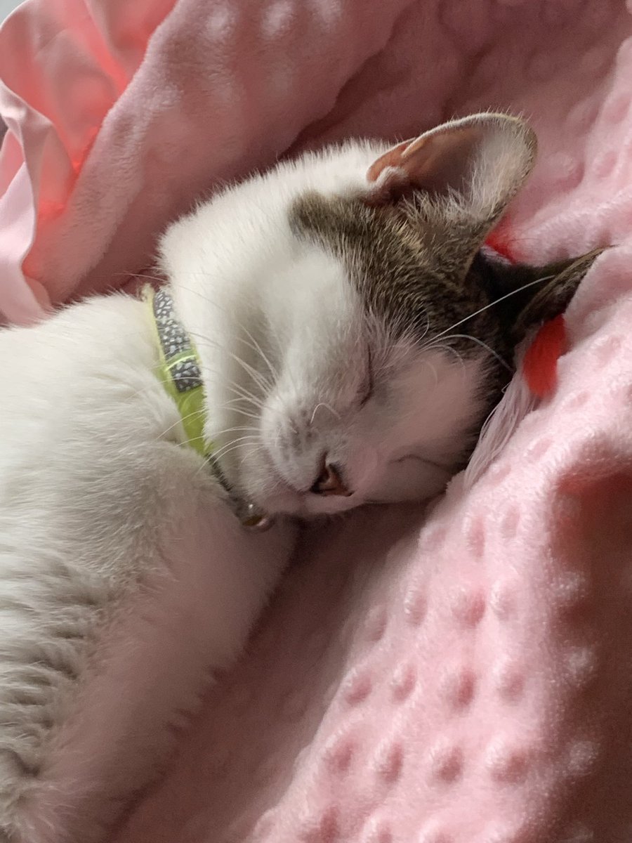 SBBJack21's tweet photo. It’s Monday again already?! 😸 https://t.co/ErCwsDXOop