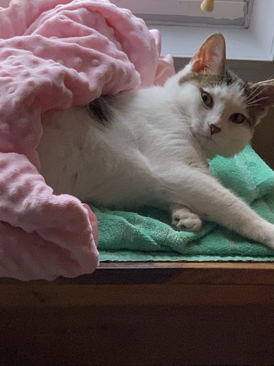 SBBJack21's tweet photo. It’s Monday again already?! 😸 https://t.co/ErCwsDXOop
