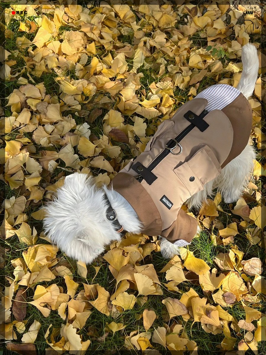 Baemikyoung's tweet photo. [キャンプ帰りの杏、犬と追いかけっこしてる]， https://t.co/InzQv9l8H2