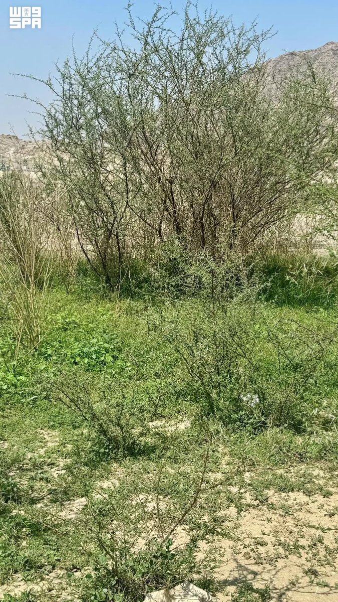 makkahregion's tweet photo. الوسم يرسم لوحات من الجمال الطبيعي 
شرق مكة المكرمة 🌿☁️

#اكتشف_منطقة_مكة https://t.co/XIEfF2RfSF