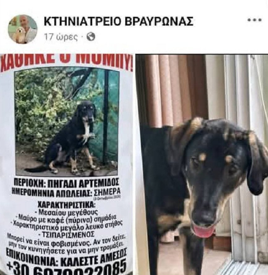 KatKatPt's tweet photo. 🆘️🆘️🆘️
Ο Μομπυ ακόμα δν έχει βρεθεί 
Χαθηκε στο Πηγάδι Αρτέμιδος
Μεσαίου μεγέθους,με τσίπ
Θα είναι φοβισμένος
Για οποιαδήποτε πληροφορία καλέστε άμεσα στο τηλ
Rt 🙏 🙏 🙏 https://t.co/YKYvI7YLAp