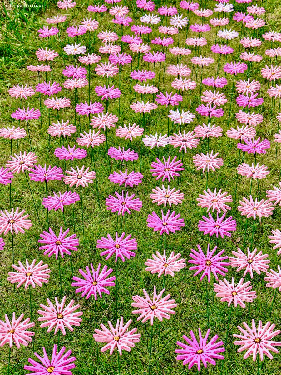 okaphotoart's tweet photo. 洗濯バサミ1600個で30時間、
コスモス畑が完成しました🌼 https://t.co/Pn4uq2ubqF