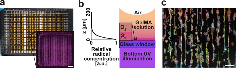 fspasqualini's tweet photo. Bioengineering's gift to AI isn't another algorithm. It's more life-like cell cultures to learn from.

LigHTS, now out in Advanced Science, makes soft, microstructured hydrogels directly in standard 1536-well plates, every well in a single 16-min light exposure. 🧵 https://t.co/hfBYnMlHuc