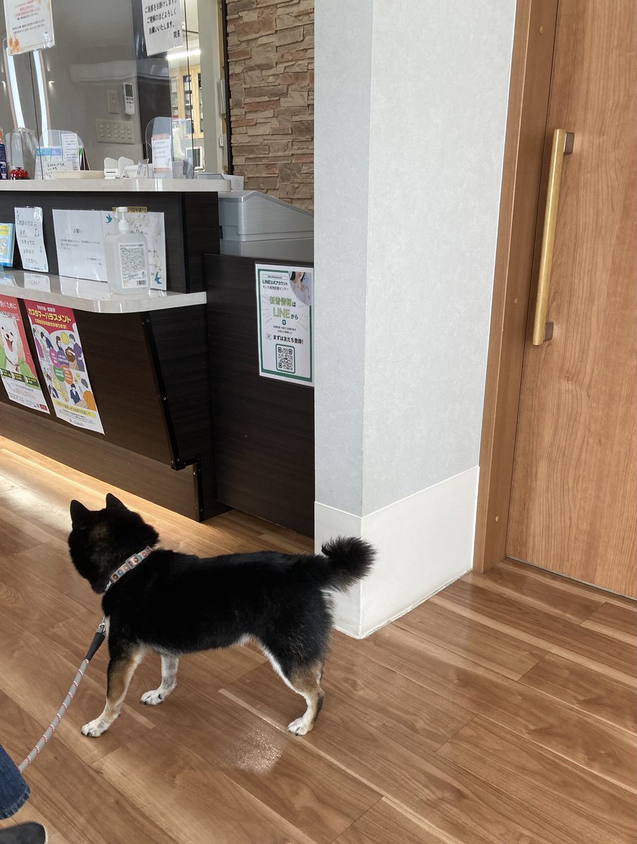 CfWNHwKAOFUU's tweet photo. 足の皮膚炎…
痒みで足を噛んでしまうので、週2回でシャンプー🐶（1ヶ月）
薬用シャンプーを処方されました🐾
清潔にしておく為です
大したことではないのですが
ガンバロ〜（私も💦） https://t.co/OXPdlL2Tkk