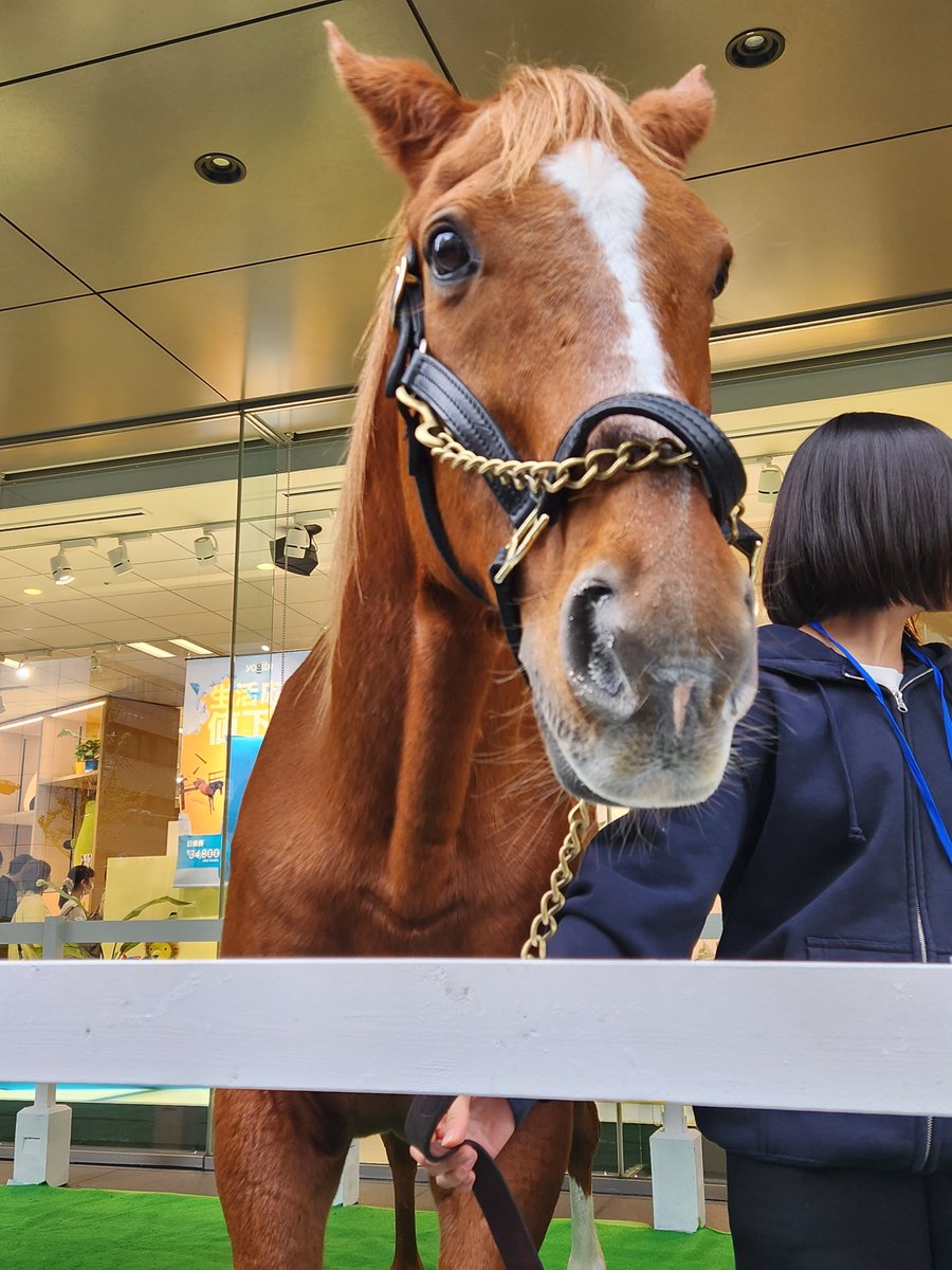 syunkusumain's tweet photo. なんか暗い話題が多いからね
まぁとりあえず心斎橋にきたかわいいアドマイヤジャパンくんでも見てってよ👀 https://t.co/JiO5ZGANA7