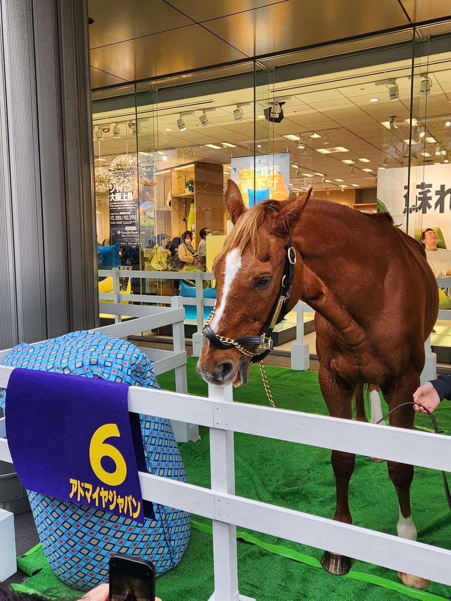 syunkusumain's tweet photo. なんか暗い話題が多いからね
まぁとりあえず心斎橋にきたかわいいアドマイヤジャパンくんでも見てってよ👀 https://t.co/JiO5ZGANA7