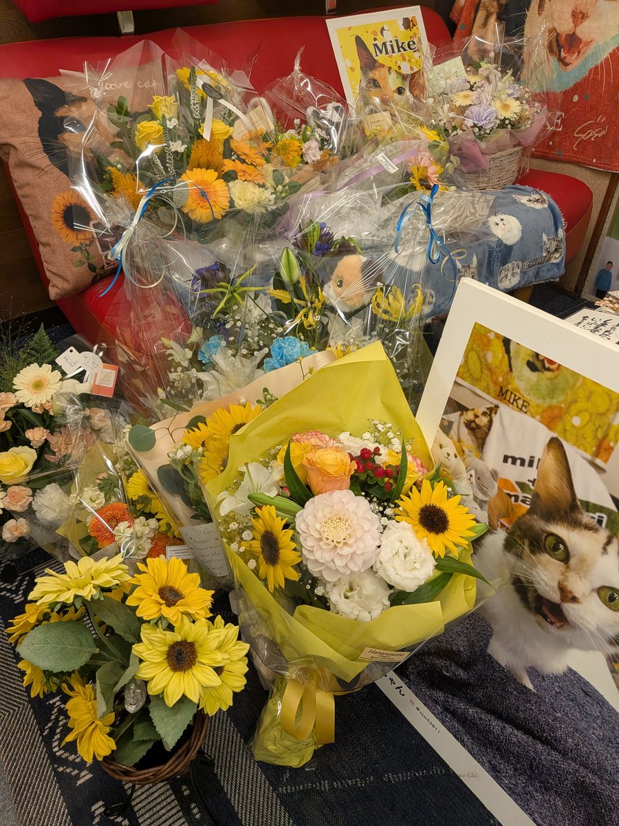 ojm52811's tweet photo. 全国からミケちゃんへたくさんのお花が届けられました。大変ありがとうございました。
まだ決定ではないのですが25(日)の午後にミケちゃんのお別れ会を考えております。詳細は後日発信させていただきます。 https://t.co/gxHrYz9AuH