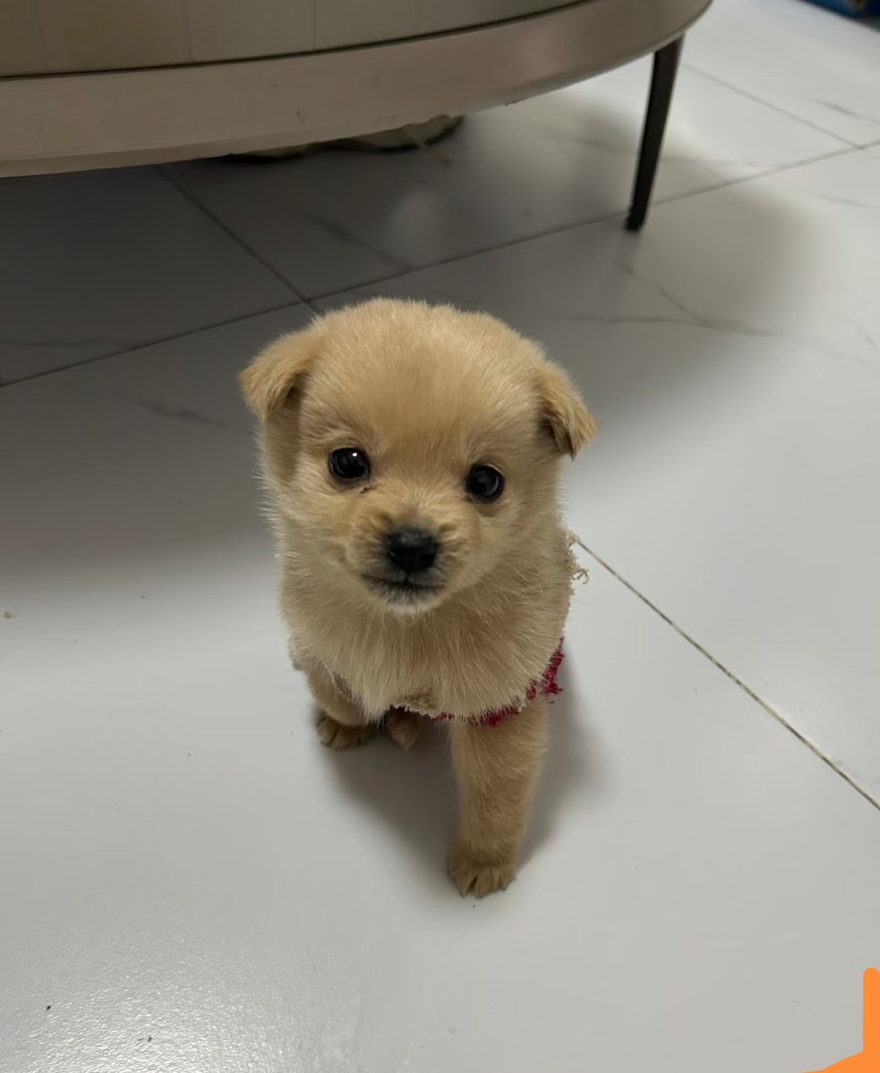 taylor_park_'s tweet photo. [今日は何だかバオー（叭呕）しちゃうし、難しいけど、素直に（乖）ならなきゃ！] https://t.co/MVgFnCB2ox