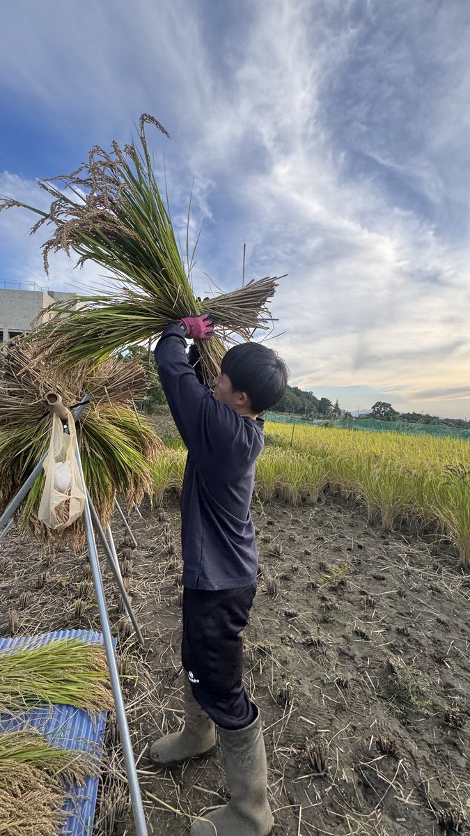 mineri_9_2_p's tweet photo. この前の稲刈り🌾
小学生ぶりで楽しかったー🙌🏼 https://t.co/IWZupPxh9I