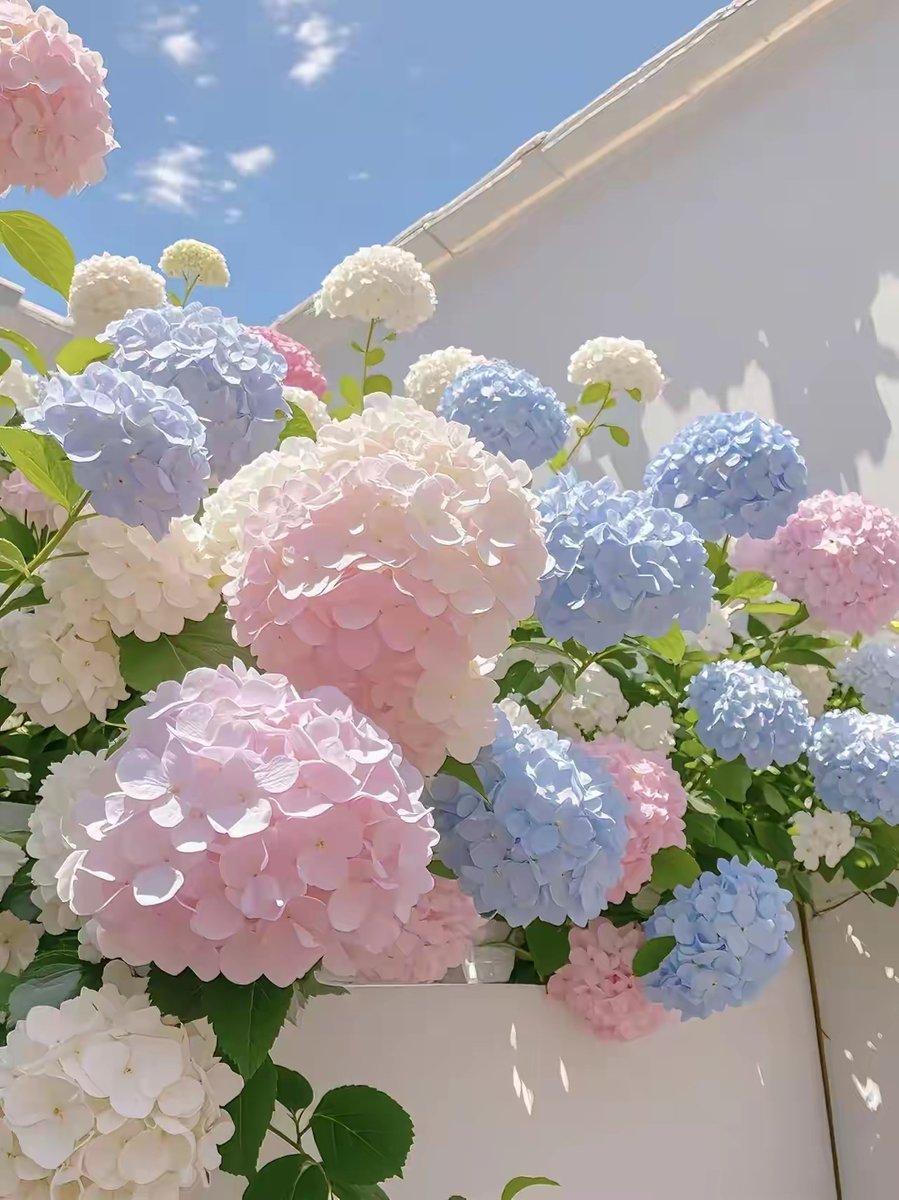 zVORCf2kyXBukW6's tweet photo. 「滝のそばのカゴバラの花は、岩壁に映えて美しい！」， https://t.co/oQbhm9cOiH