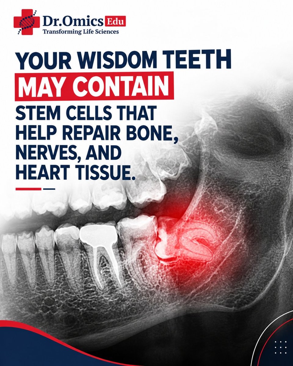 DrOmicsResearch's tweet photo. 🦷🧬 Wisdom teeth contain stem cells that may help repair bone, nerves, and heart tissue! ❤️ Research is promising, but treatments remain experimental.

🔗 Source: https://t.co/z8KyKo38cy https://t.co/2XtSqeu55J