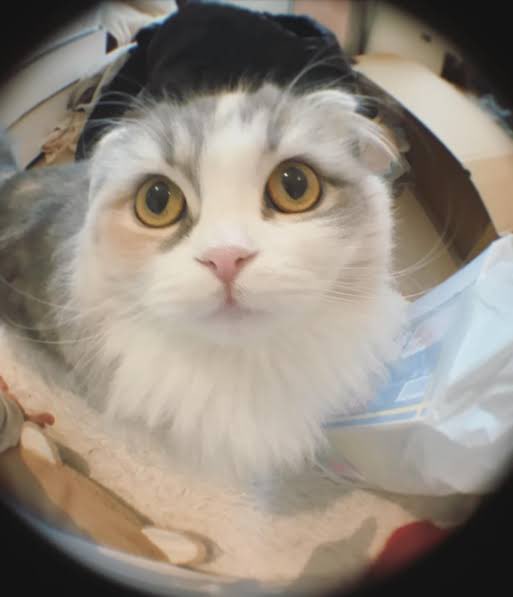 rukinekonyan's tweet photo. 白岩瑠姫 猫 https://t.co/6UW86fb7yY