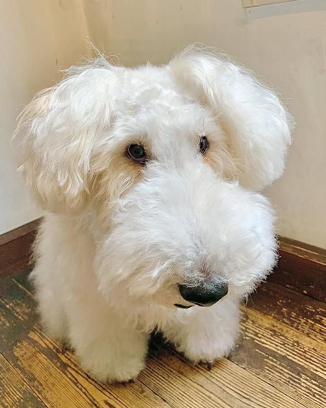 june_kyuuu's tweet photo. 아니 개귀엽네 어떻게 진짜임. 롱안부 강아지가. 중안부만 긴게 아니라 코도 왕밤만함. 다리는 또 짧아..복슬북슬해.. https://t.co/gVhGFIeCvZ