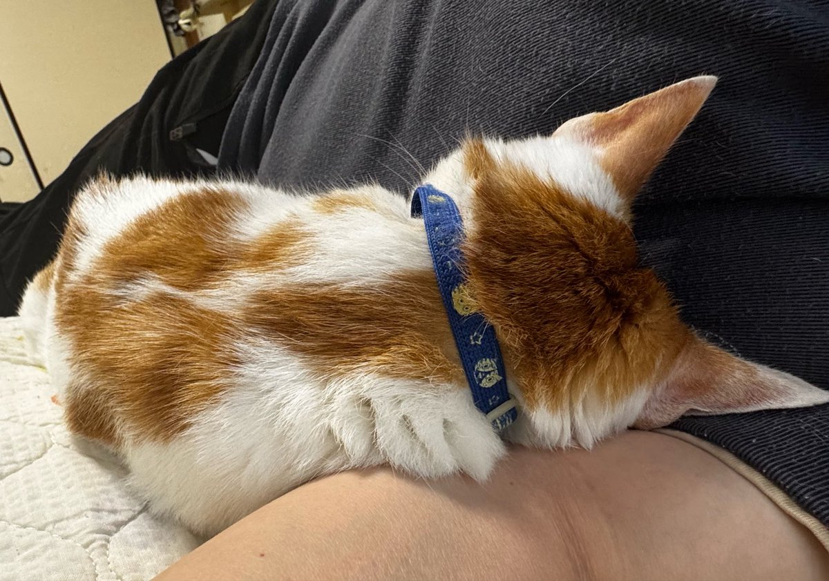 taronyan0430's tweet photo. 今日も一緒に昼寝😽💤

どうだぁ！
ぷよぷよお腹は気持ちいいだろぉ😁😸 https://t.co/rQUusM2aXf
