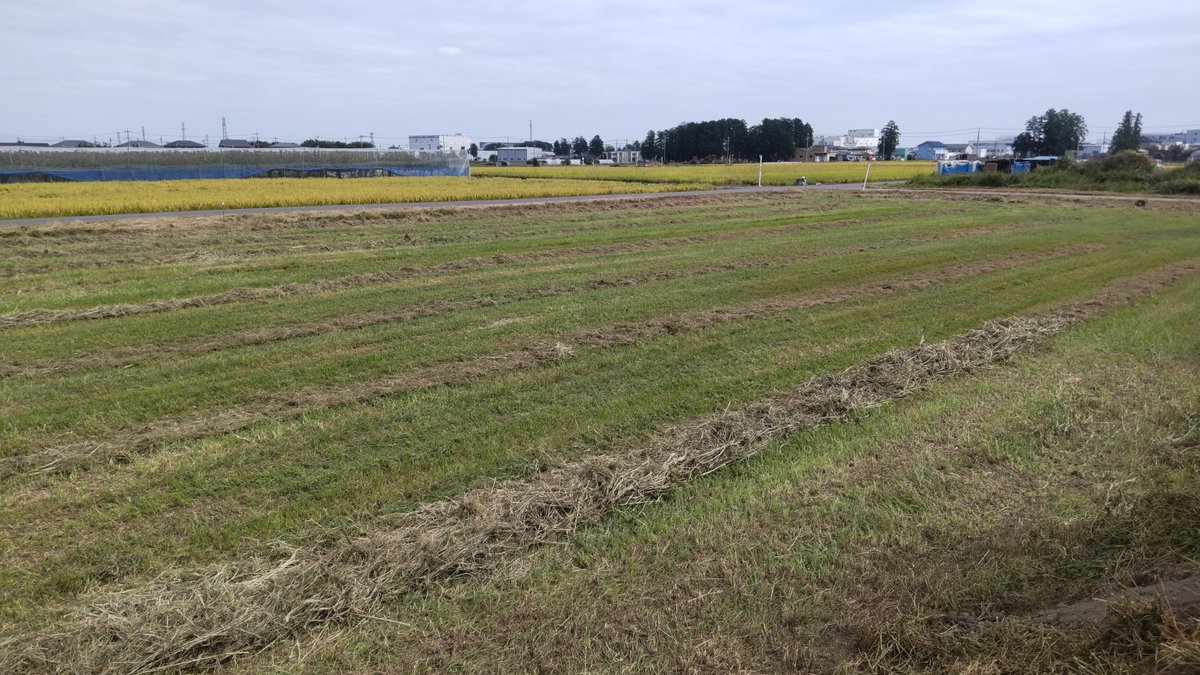 vanvan200cc's tweet photo. 4番草🌿が上がりました！🚜
今年の草はこれで終わり！🌿

今年は長雨と低温で全然伸びなかったな〜☔🥶
お疲れ様でした✨

#農業
#和牛
#お肉
#牛 https://t.co/orq72O6TKQ