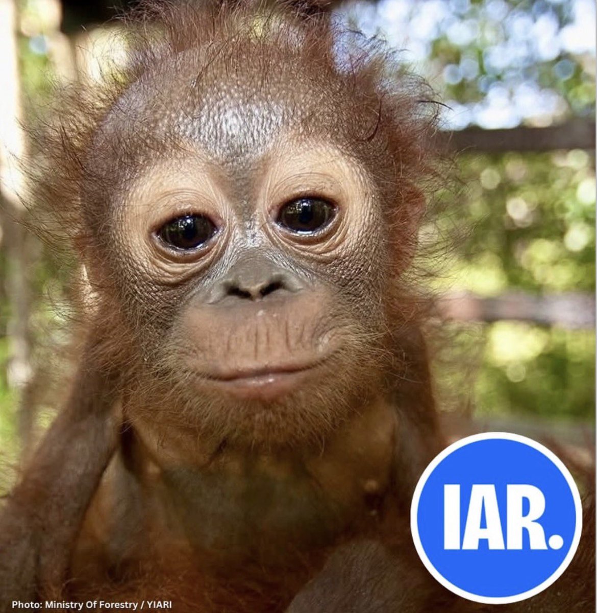 Orangutandreaaa's tweet photo. I know you are but what am I???? https://t.co/f7nPo9OS9j