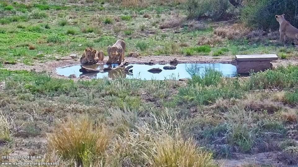 SANParks's tweet photo. Webcam highlights.
__ 
#LiveYourWild #SANParks #Wildlife https://t.co/dItZCfeK4P