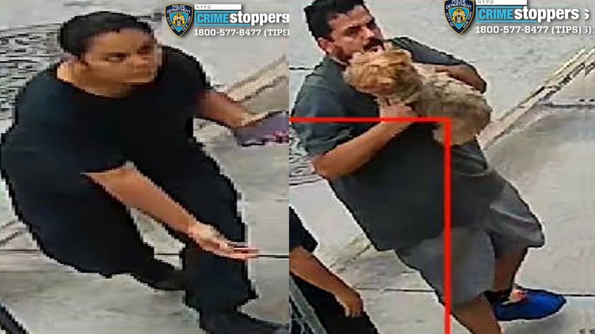 AlexandreRezek's tweet photo. Police seek 2 suspects in College Point dog theft https://t.co/OsZT7CQN1N https://t.co/jC9EwX3eOw