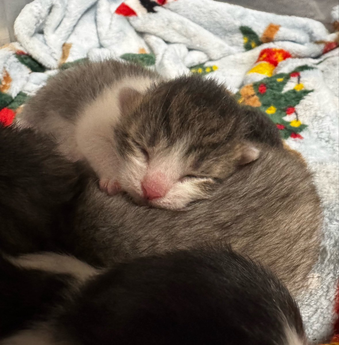 Giuuniq's tweet photo. Ela só dorme em cima do irmão 🥺 https://t.co/0byO4OgBQS