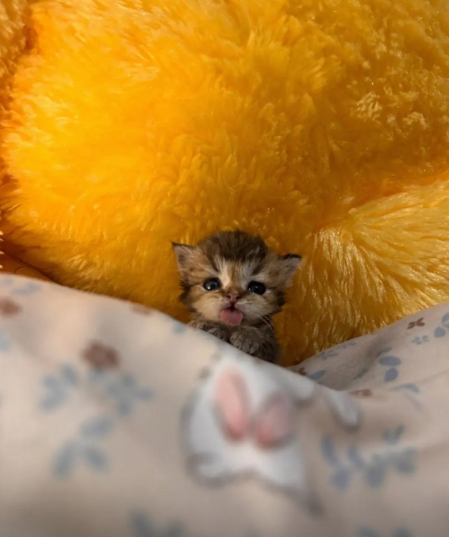 culKitten's tweet photo. https://t.co/rEyyYWDoIz