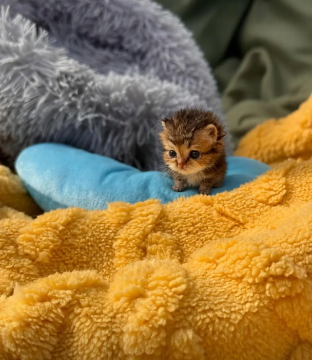 culKitten's tweet photo. https://t.co/rEyyYWDoIz