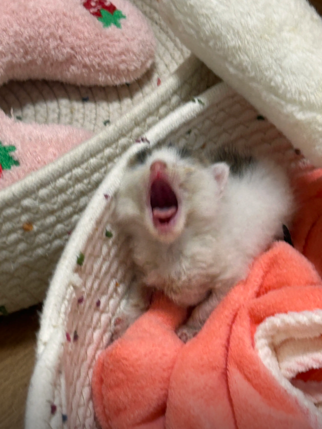 culKitten's tweet photo. 这张嘴张得可大了啊 https://t.co/Ip4Dpg5ATy