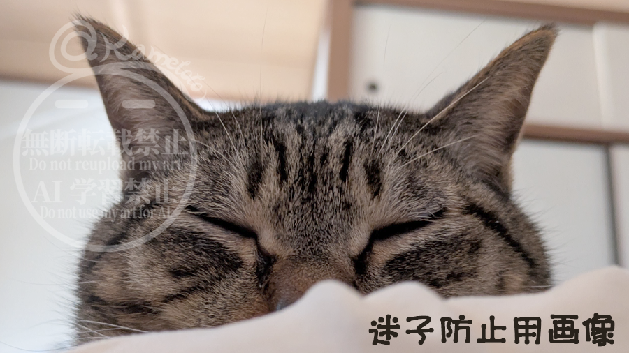 kametoto tweet picture
